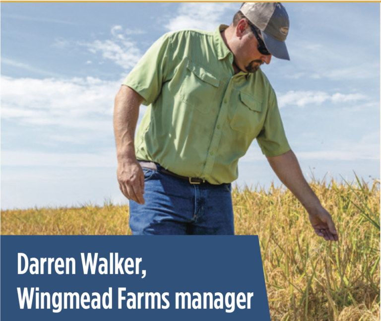 SPONSORED CONTENT — The two newest Clearfield long grain varieties from Horizon — CLL18 and CLL19 — have exceeded expectations on Darren Walker’s Wingmead Farms operation. Read more about these varieties here: ricefarming.com/sponsored-cont…