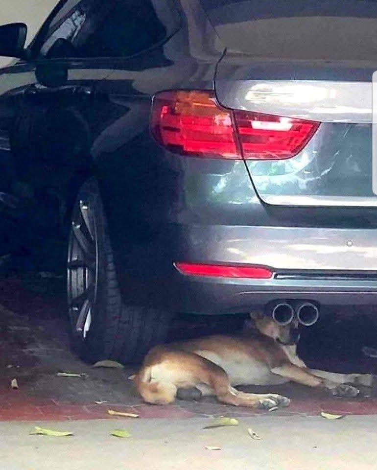 Be careful out there, just seen an undercover dog using binoculars.