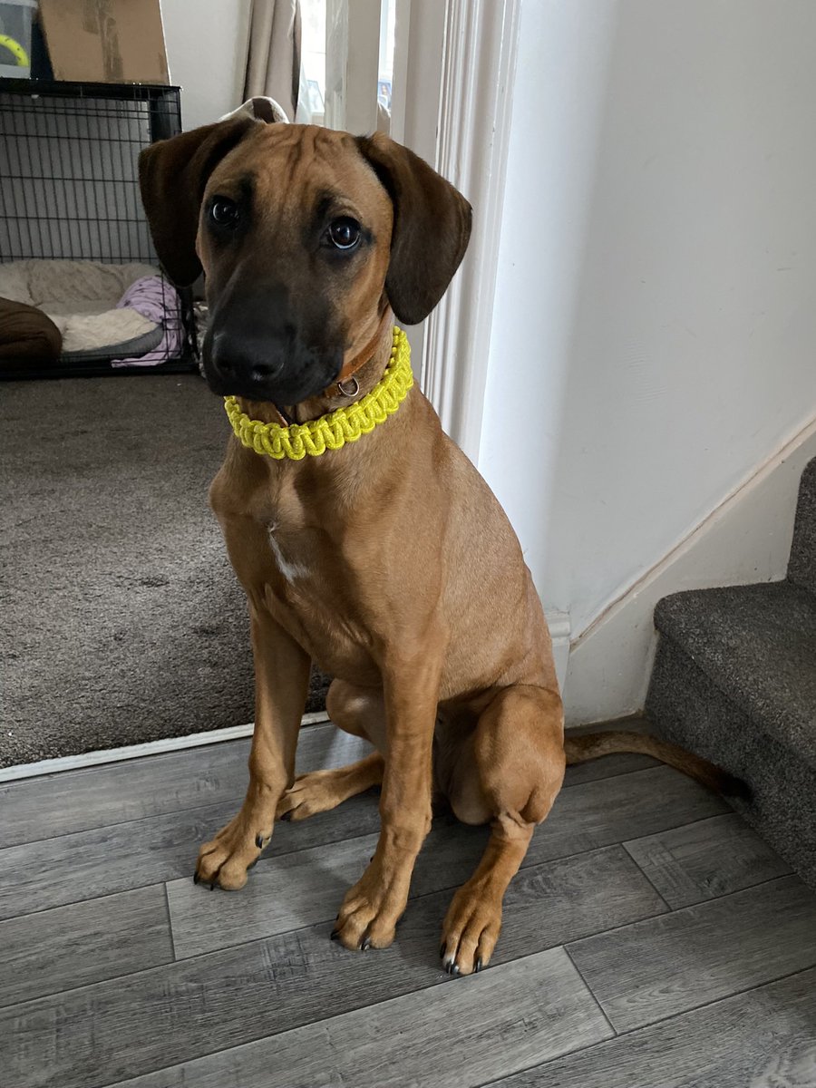 Gthed0n1's tweet photo. A massive happy 1st birthday to my best mate n the love of my life RIBBON!!! aka โBig Ribsโ ๐ซถ๐ฝ๐
The only dog I love more than $DUKO ๐คท๐ฝโโ๏ธ๐๐ถ๐
#RhodesianRidgeback
#Ridgeback
#AfricanDogs https://t.co/4OYc7klxpa