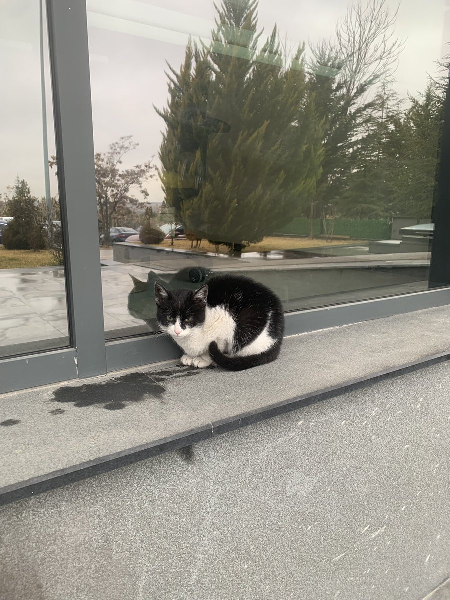 Tahmini olarak maksimum 4-5 Aylık br yavru kedi… Lütfen bu soğuk #Ankara şartlarında yuva bulalım… #satinalmasahiplen #Kedi