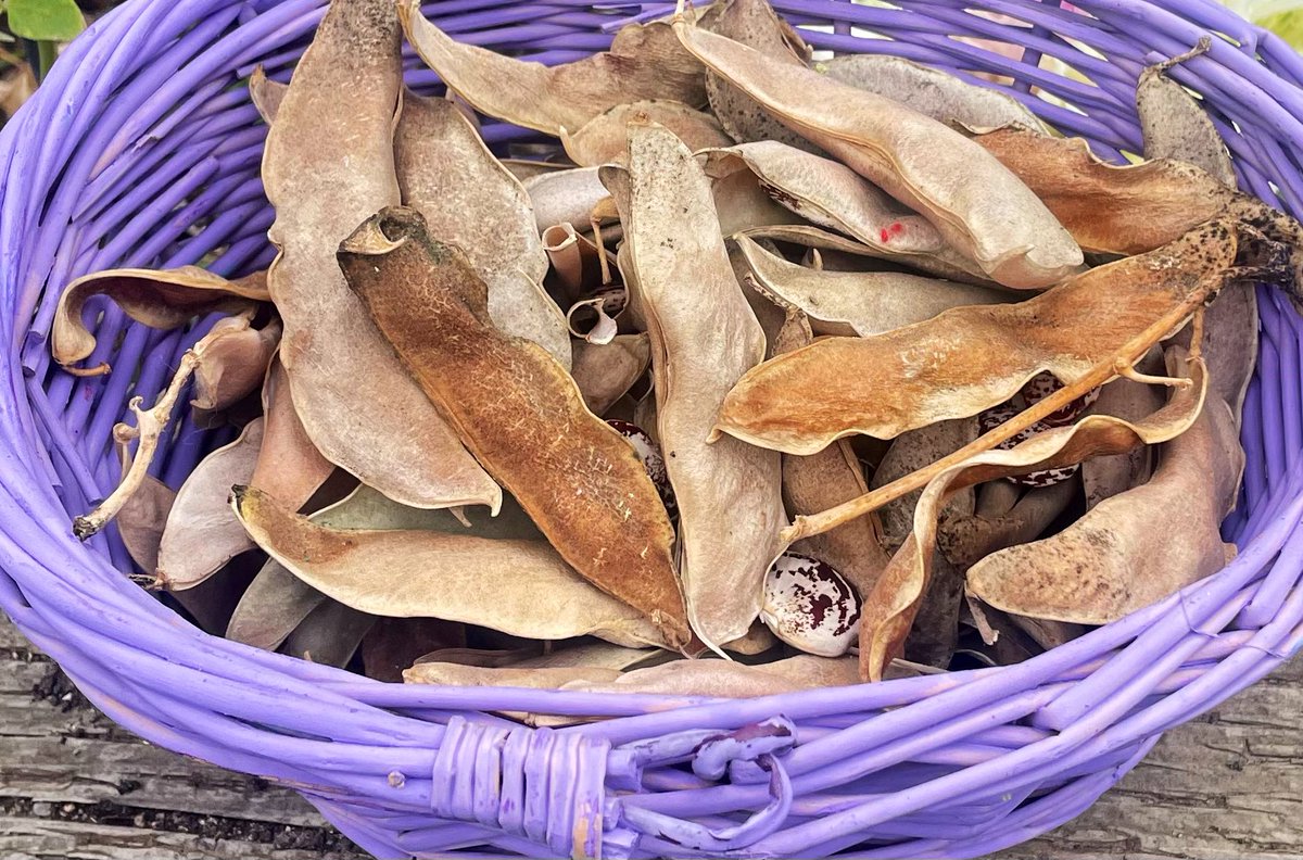 Cjonesbrown's tweet image. Christmas Pole Lima Butter Beans may be eaten fresh or after drying.                                                                          
#ChristmasPoleLima #ButterBeans #FreshProduce #SustainableEating #CulinaryDelights #asamhub.