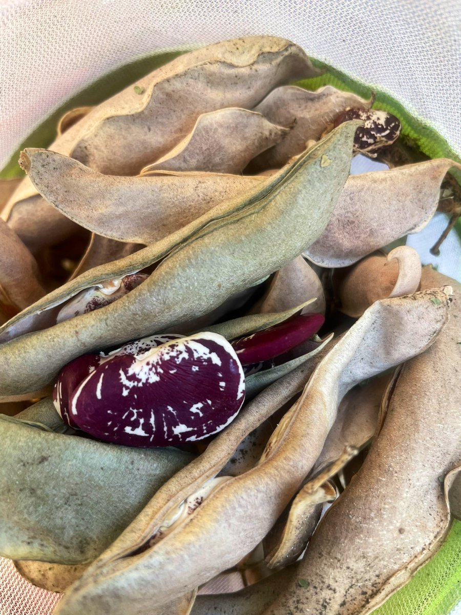 Cjonesbrown's tweet image. Christmas Pole Lima Butter Beans may be eaten fresh or after drying.                                                                          
#ChristmasPoleLima #ButterBeans #FreshProduce #SustainableEating #CulinaryDelights #asamhub.