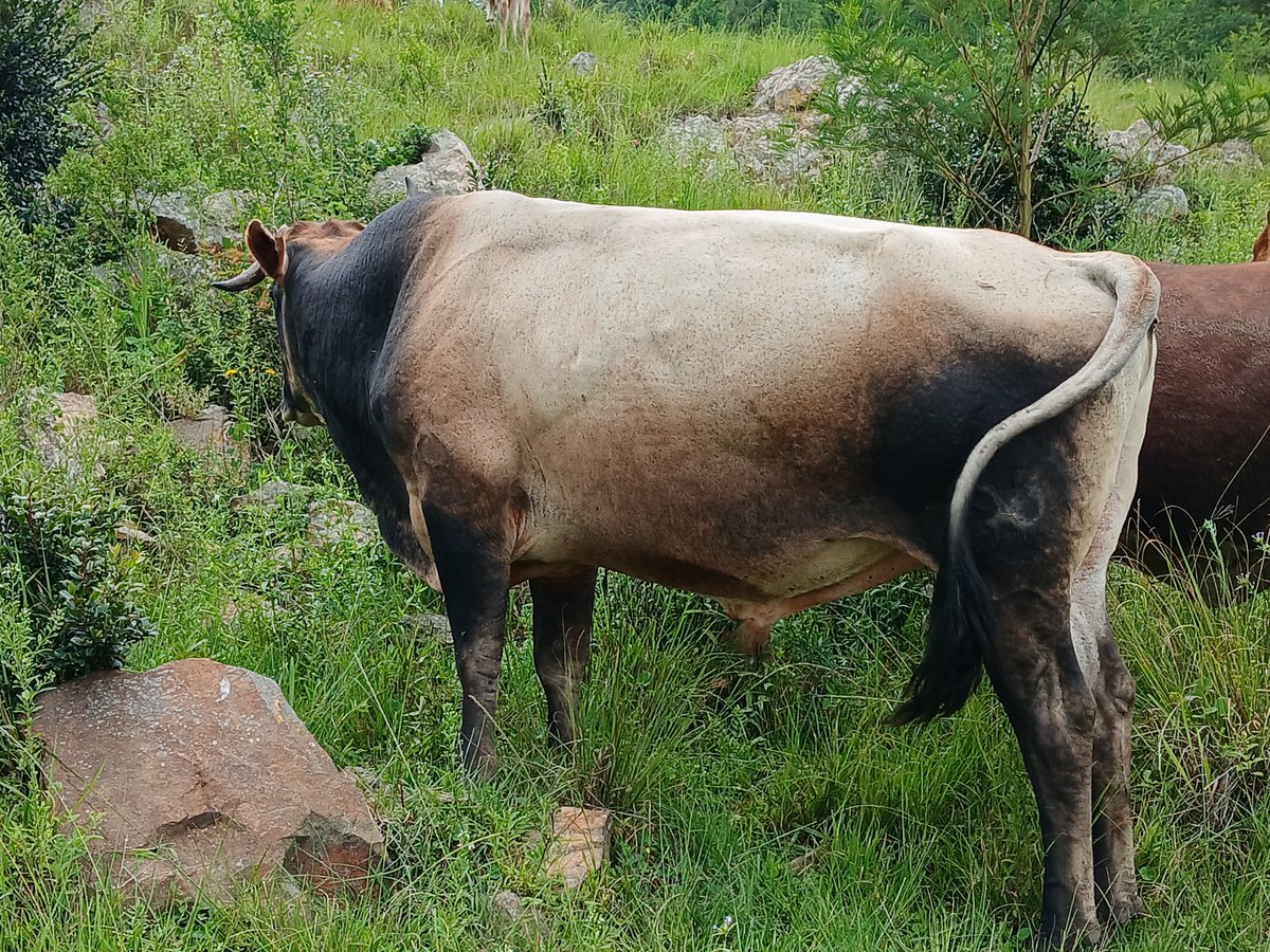 Good afternoon, everyone. I'm selling this Jersey Bull for E14 000 (negotiable) for more information DM or 📞 76273487/79035186

Please retweet my customer could be on your TL 🙏