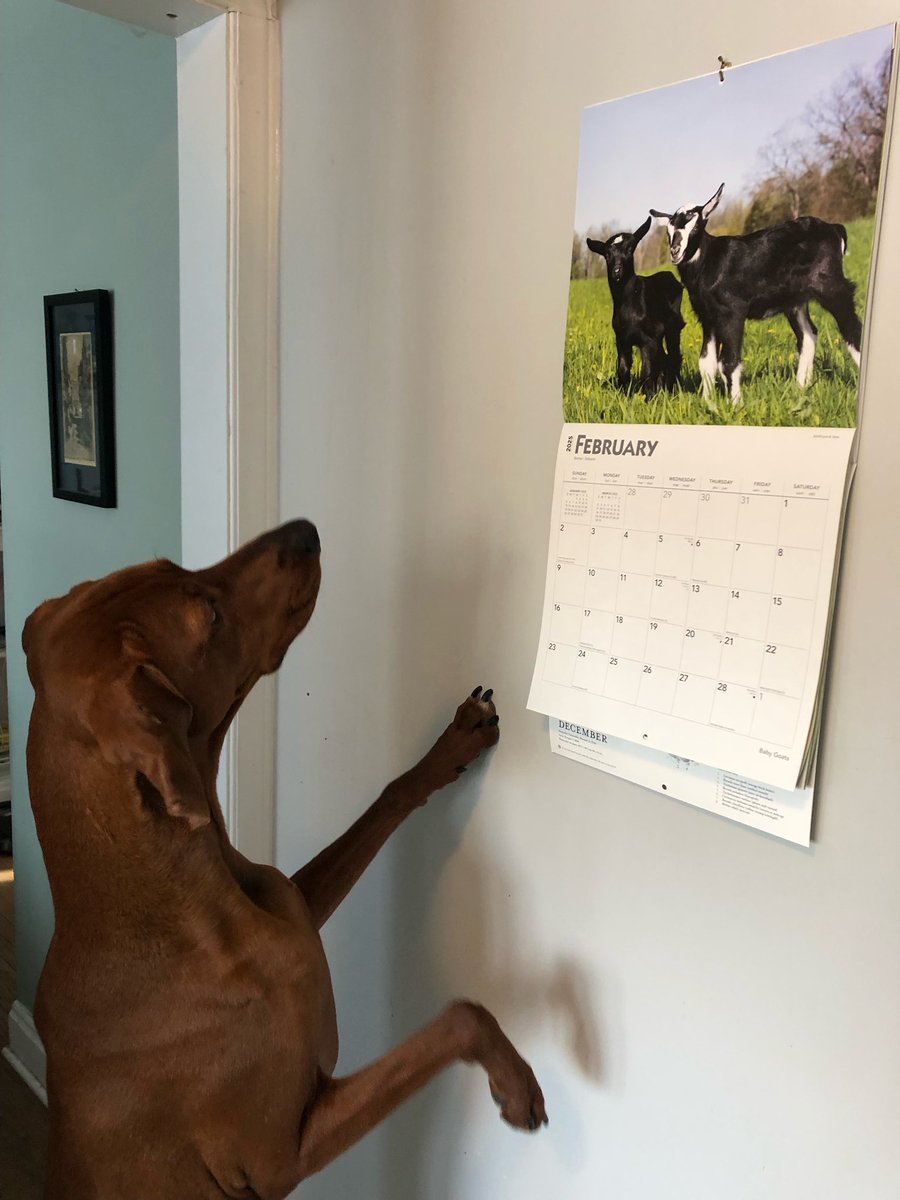 Moe just noticed our goat calendar