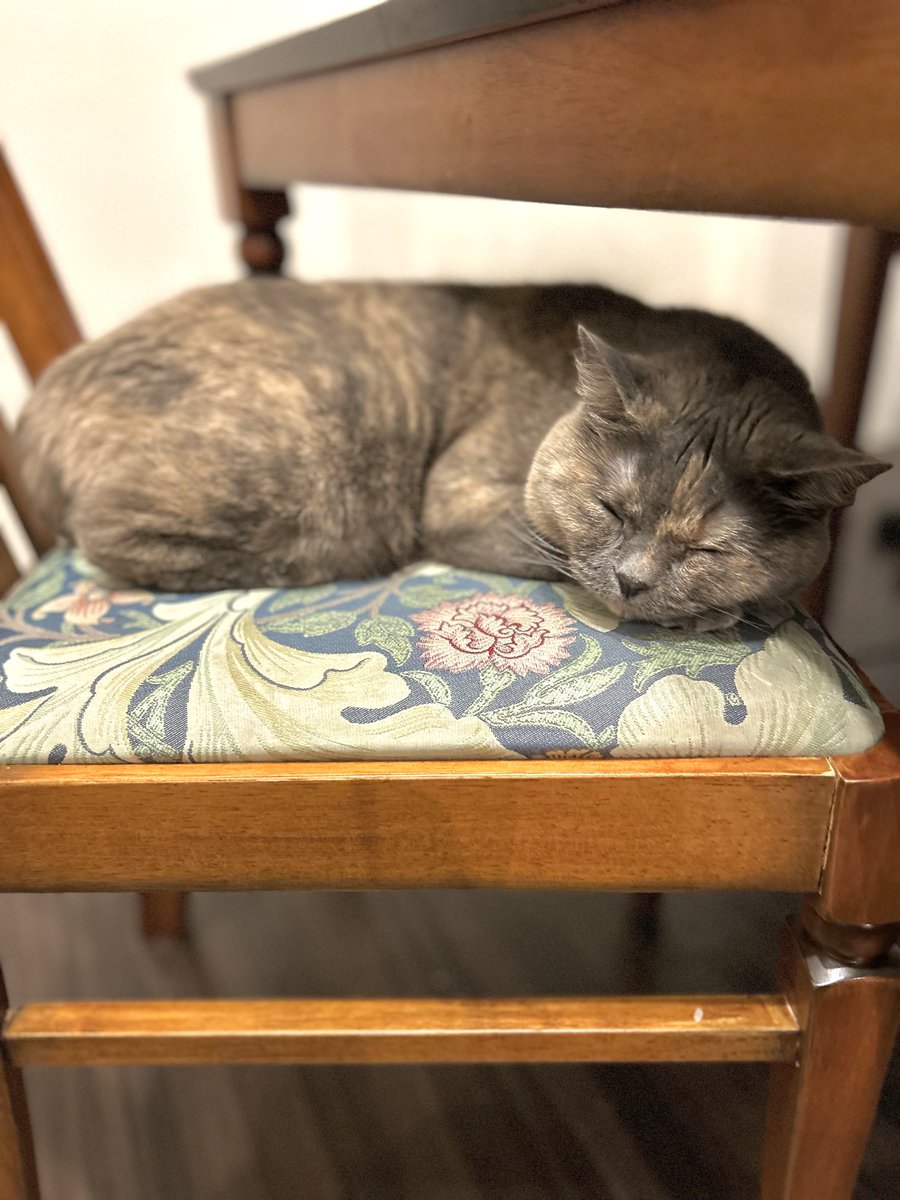 fumifuminem's tweet photo. 火曜日お疲れ様でした🐱👩‍💻✨
おやすみなさい💤 https://t.co/FjLRsgI0Md