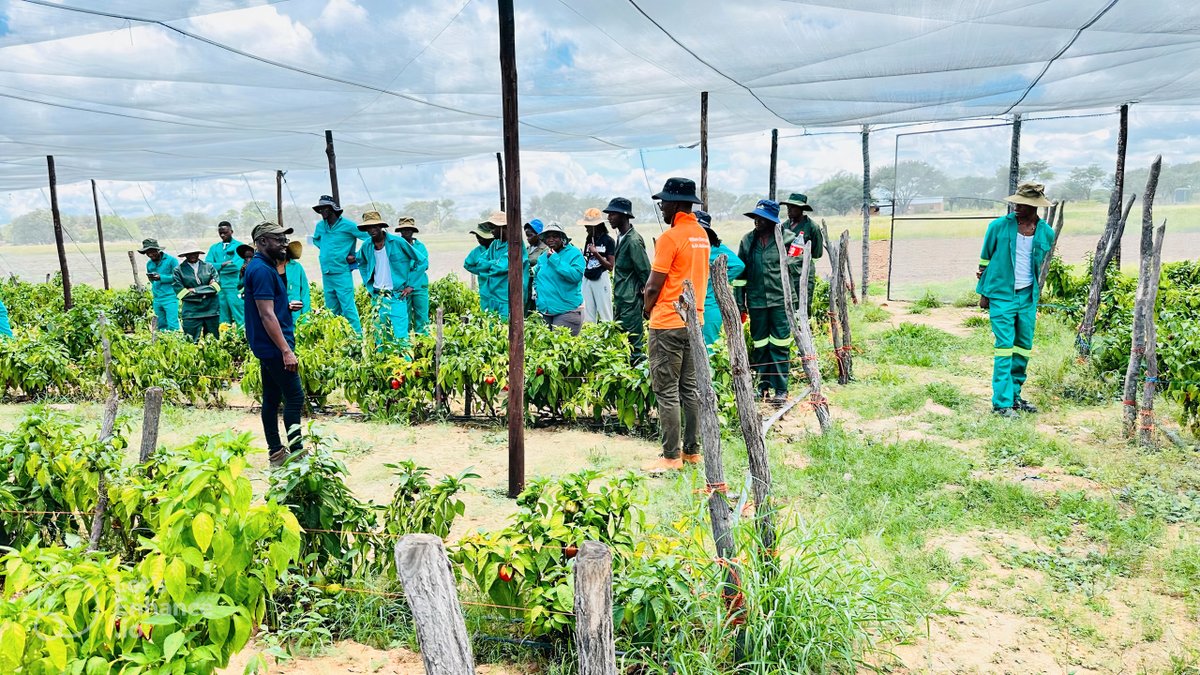 WUNamibia's tweet photo. Welwitchia School of Agriculture & Nature Conservation โ March Intake 2025 Orientation! ๐พ๐๐
Welcome, future agricultural and environmental champions! Our new students are stepping into a world of innovation, sustainability, and hands-on learning.๐๐ #WSANC #Orientation2025 https://t.co/dbX2cZ2VBk