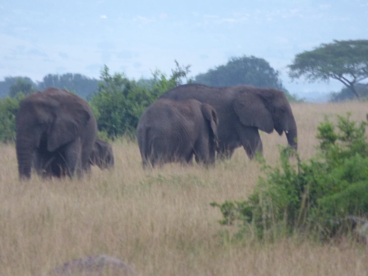 🦁 Experience the ultimate luxury wildlife adventure in Uganda with this 10-day safari🌍🌱📞 Book Your Luxury Safari Now! +256 752 134 826 | 📧 info@trekgorillasafaris.com | 🌐 trekgorillasafaris.com/uganda-safaris… #travel #madrid #rhop #riyadh #GranderFratello #Africa #destination
