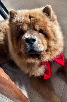 🆘17 FEB 2025 #Lost TEDDY #ScanMe
YOUNG Brown Chow Chow Male
Robbery Bottom Lane #Welwyn #Hertfordshire #AL6 doglost.co.uk/dog-blog.php?d…