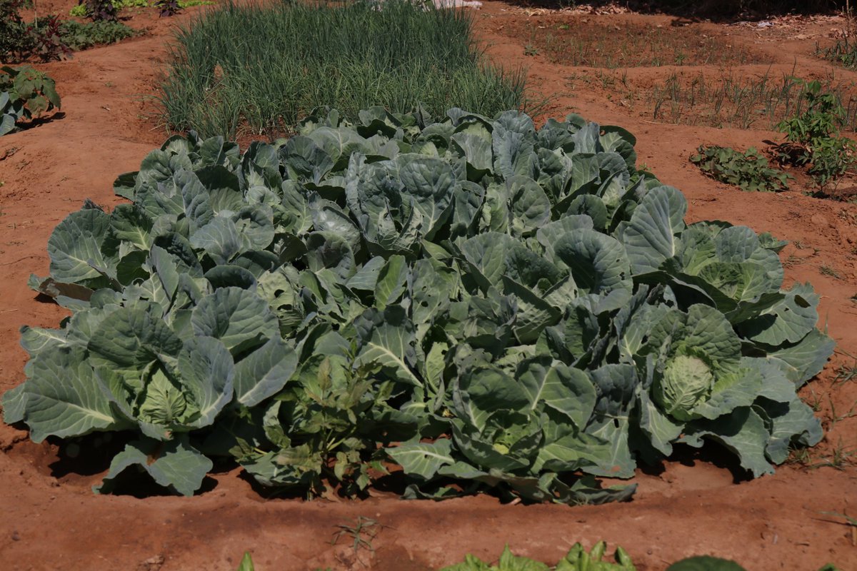 FAOMali's tweet image. Elles ont pu étendre la superficie de production, augmenter les quantités produites et ainsi accroitre leurs revenus. Ces transferts monétaires s&apos;inscrivent dans le cadre du programme #SD3C mis en oeuvre par @FAOMali, @WFP_Mali &amp;amp; leurs partenaires avec le soutien de @leFIDA.