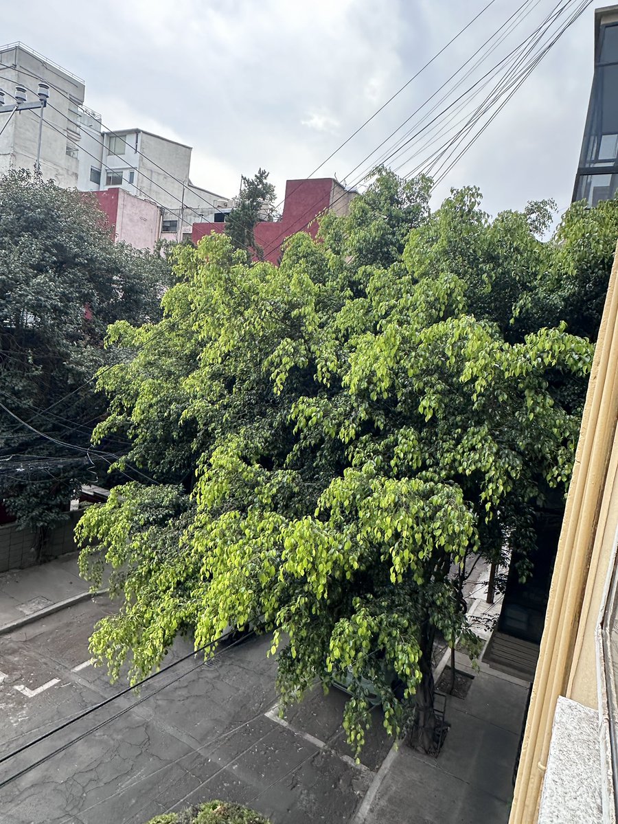 Pauispop's tweet photo. @OlaMHmx y otra duda cuando
vienen a podar este árbol? Ya las calles no se ven, no tenemos luz, ardillas y cucarachas se meten a las casas!!! https://t.co/TyMaTvq9io