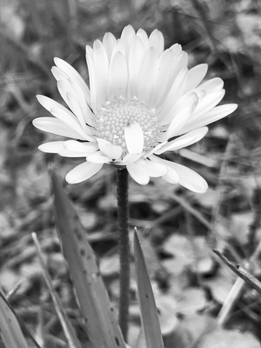 Pessimistic Persimmon tweet media