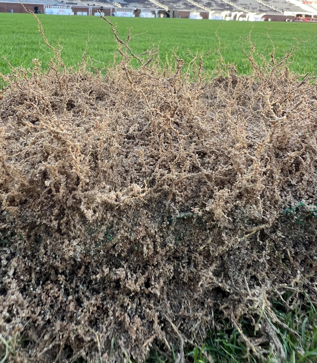 WinsteadMatrix's tweet photo. Visual Proof! Check out the rapid root growth and establishment of the Matrix. From 2 days to 6 months after installation, the results speak for themselves! #RaiseYourStandard @winsteadturf @SodSolutions @Tahoma31Bermuda #💯SandBase #SodOnPlastic https://t.co/5oCJLqHQaK