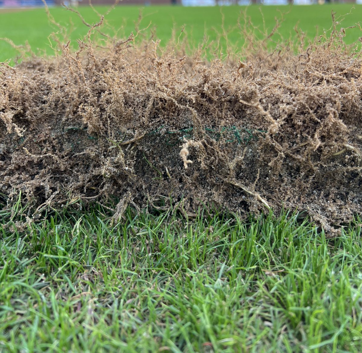 Winstead Turf Matrix (@winsteadmatrix) on Twitter photo Visual Proof! Check out the rapid root growth and establishment of the Matrix. From 2 days to 6 months after installation, the results speak for themselves! #RaiseYourStandard <a href="/winsteadturf/">Doug Estes</a> <a href="/SodSolutions/">Sod Solutions</a> <a href="/Tahoma31Bermuda/">Tahoma 31</a> #💯SandBase #SodOnPlastic Visual Proof! Check out the rapid root growth and establishment of the Matrix. From 2 days to 6 months after installation, the results speak for themselves! #RaiseYourStandard <a href="/winsteadturf/">Doug Estes</a> <a href="/SodSolutions/">Sod Solutions</a> <a href="/Tahoma31Bermuda/">Tahoma 31</a> #💯SandBase #SodOnPlastic