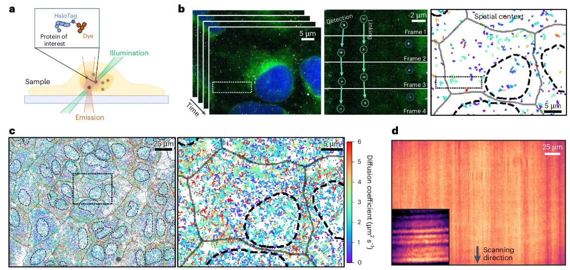 Nature Methods (@naturemethods) on Twitter photo Out today from the Anderson lab, Oblique line scan microscopy achieves nanoscale spatial and sub-millisecond temporal resolution across a large FOV, enabling robust single-molecule biophysical measurements and tracking in both cells and solution. nature.com/articles/s4159… Out today from the Anderson lab, Oblique line scan microscopy achieves nanoscale spatial and sub-millisecond temporal resolution across a large FOV, enabling robust single-molecule biophysical measurements and tracking in both cells and solution. nature.com/articles/s4159…