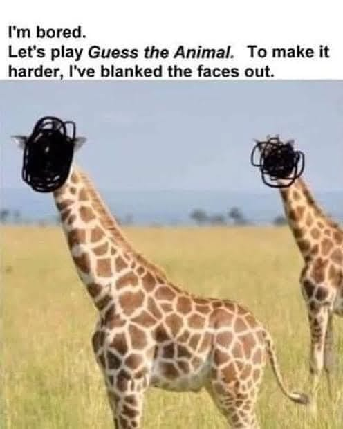 Josh Foreman tweet media