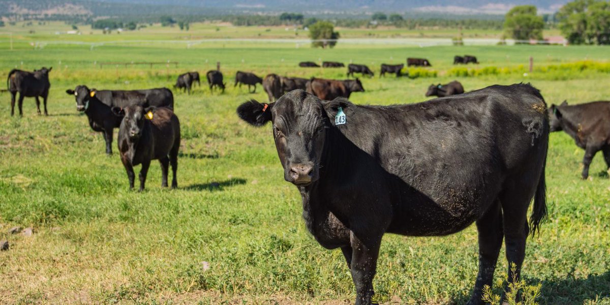 OSUAgSci's tweet image. At OSU, our Agricultural Experiment Station (AES) and @oregonstateext are dedicated to supporting a robust and sustainable #CattleIndustry—benefiting both the economy and the environment.

Learn more about how OSU is making an impact:
ourimpact.oregonstate.edu/story/osu-rese…

#AgSci