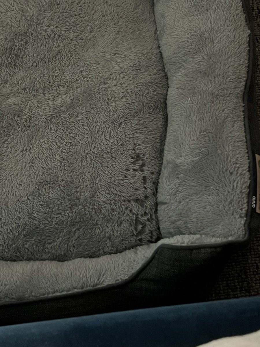 我要是我家猫可能会无语死吧，喷水喷到自己的床上就算了，弄到猫的窝里是怎么回事啊.....希望小猫咪不要嫌弃我...