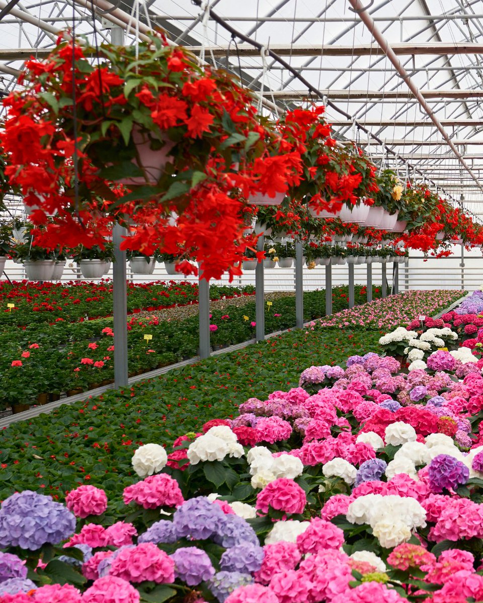 Optimal lighting conditions promote biomass accumulation by supplying plants with more energy for fruit and flower production. Let's set you up for success! ☀️