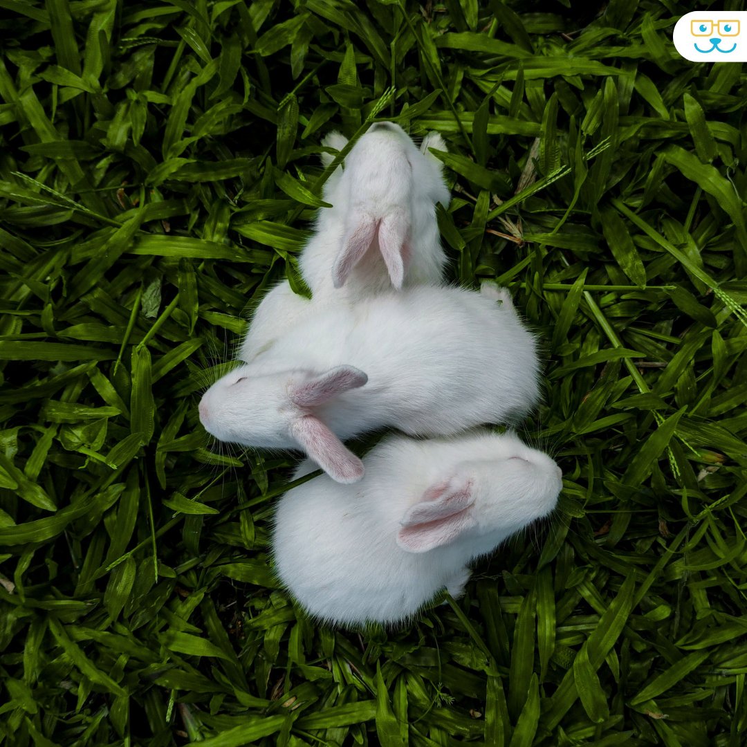 Point Vicente Animal Hospital tweet media