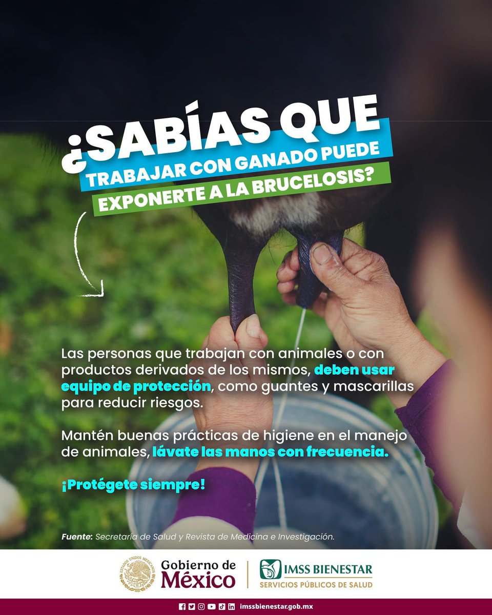 Si trabajas con animales o manejas productos derivados de ellos, usa equipo de protección y mantén buenas prácticas de higiene.
Prevenir la #brucelosis es posible con medidas sencillas. ¡Infórmate y cuida tu salud en la Unidad de Salud #IMSSBienestar
 #ServiciosPúblicosDeSalud.