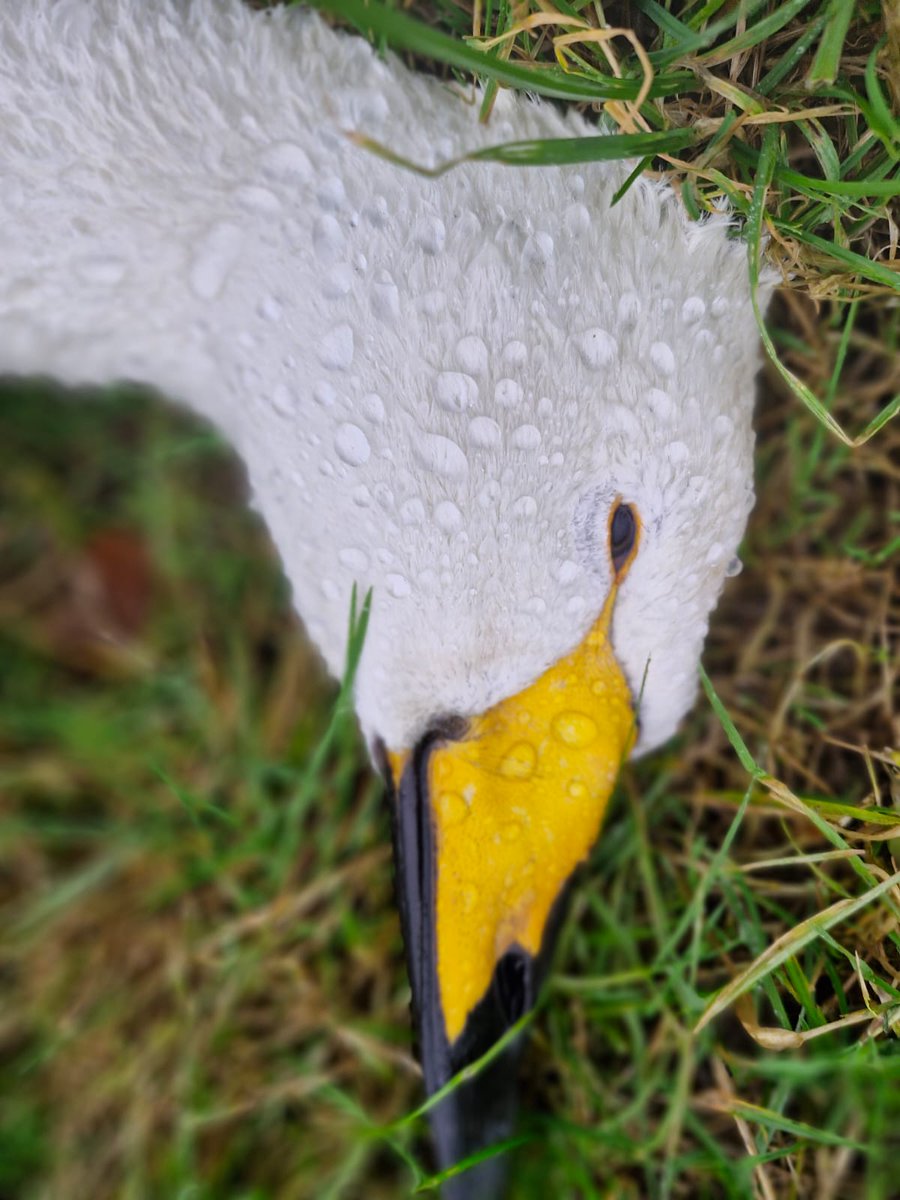 Kane Brides (@kanebrides) on Twitter photo Starting to hear reports of Avian Influenza hitting Whooper Swans. Please report all sightings of dead birds for possible testing. In 🏴, 🏴 & 🏴 contact <a href="/DefraGovUK/">Defra UK</a>, in N Ireland <a href="/daera_ni/">DAERA</a> & in Republic of Ireland <a href="/agriculture_ie/">Dept of Agriculture, Food and the Marine</a>. Please also report to <a href="/BirdTrack/">BirdTrack</a> for monitoring Starting to hear reports of Avian Influenza hitting Whooper Swans. Please report all sightings of dead birds for possible testing. In 🏴, 🏴 & 🏴 contact <a href="/DefraGovUK/">Defra UK</a>, in N Ireland <a href="/daera_ni/">DAERA</a> & in Republic of Ireland <a href="/agriculture_ie/">Dept of Agriculture, Food and the Marine</a>. Please also report to <a href="/BirdTrack/">BirdTrack</a> for monitoring