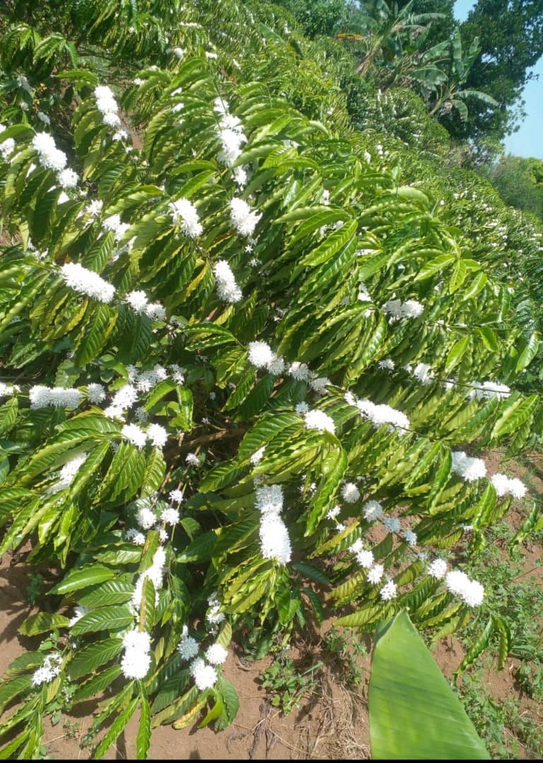 Agronommejean's tweet photo. AGRONOMIST TIPS FOR COFFEE CROPPING:

#Seedling (0–1.5 years), #Juvenile (1.5–3 years), #FirstProduction (3–4 years), #FullProduction (4–10+ years), and #Decline (10–30+ years). Yield increases until full production, then declines, requiring rejuvenation.

@Agronommejean https://t.co/UcOhiDDFat