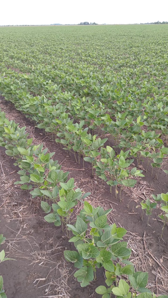 Mariela Brandolin tweet media