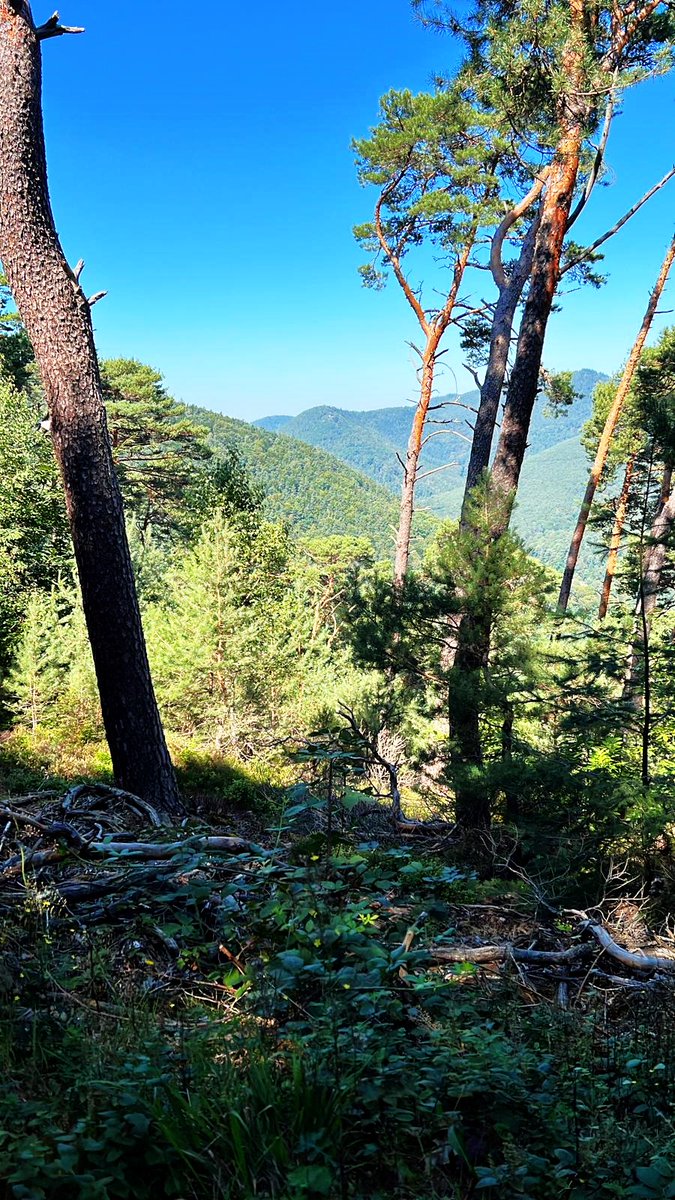 In the silence of the forest, you experience more than 1,000 words can describe and the forest heals body and mind.
In this spirit, I wish you a blessed rest of the day.❤️💙💚☘️🌱🌿🌳🌲🍀💚