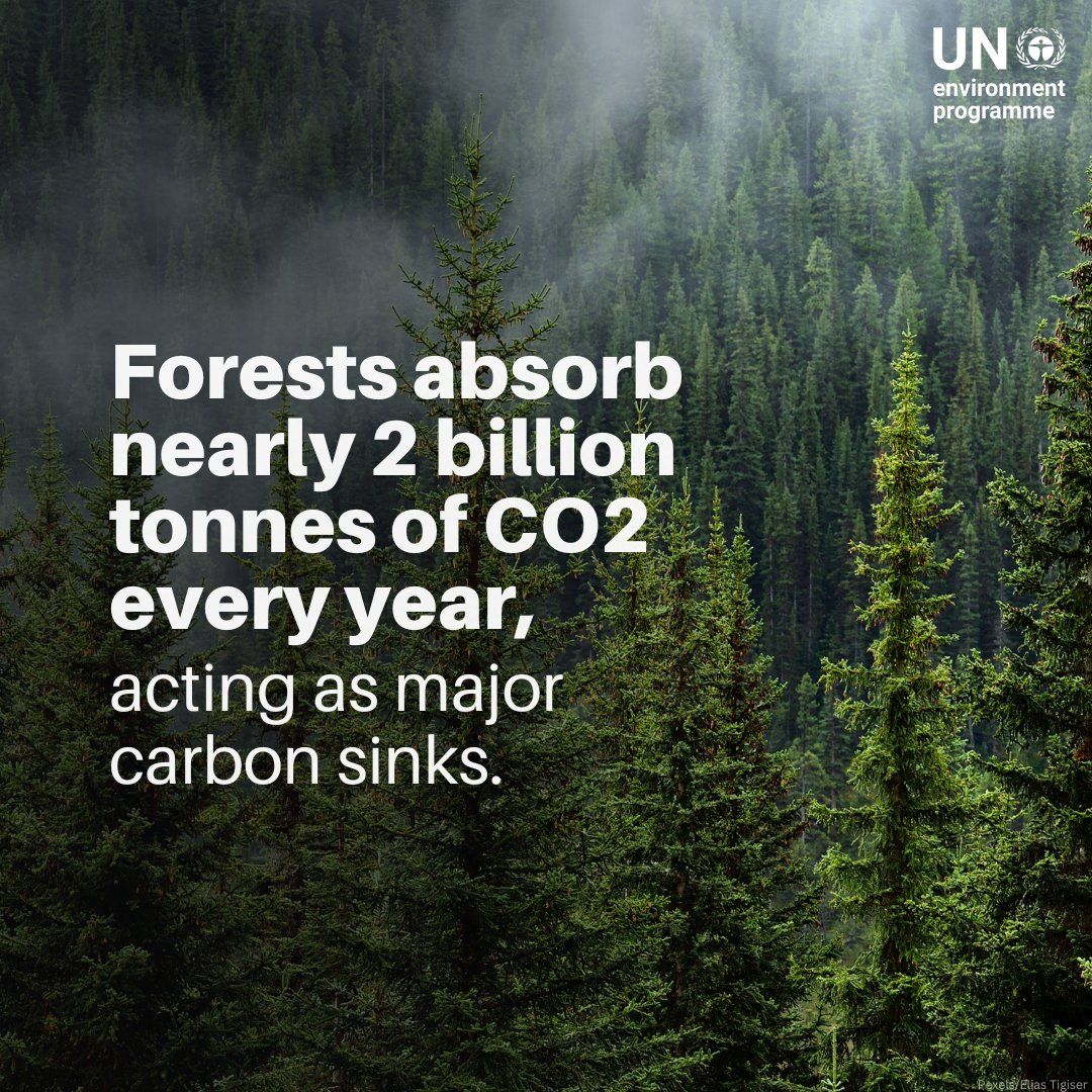 Protecting forests is one of the most effective ways to address the #ClimateCrisis.

UNEP works to preserve and restore forest ecosystems #ForPeopleForPlanet: decadeonrestoration.org/types-ecosyste…