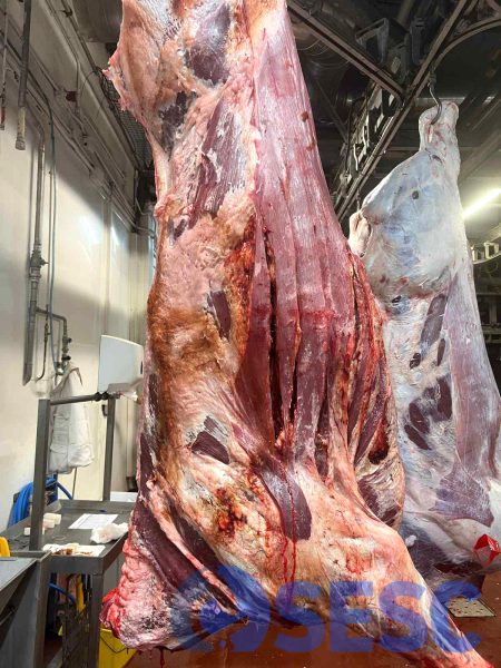 🔬 Mieloma en una canal de boví 🐄

Nou cas del #SESC: una canal de boví amb un aspecte alterat i lesions difuses. La musculatura i el teixit subcutani presenten congestió marcada, i els limfonodes mostren reabsorció de sang.

🔗⏬
sesc.cat/mieloma-en-una…