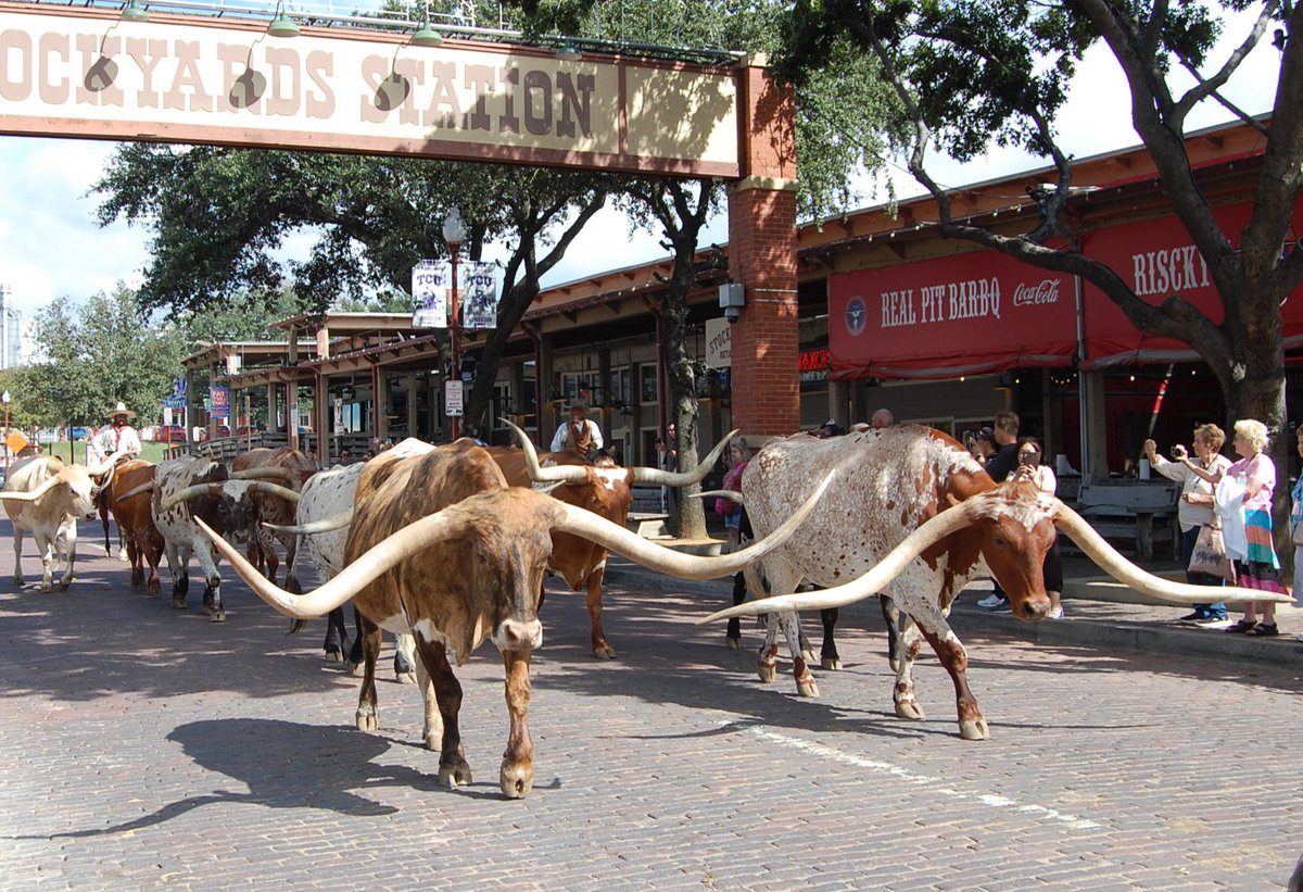Did you know cattle drives played a crucial role in shaping Texas’ economy in the late 1800s? Fort Worth was the last stop for supplies before heading north on the Chisholm Trail, earning its nickname—Cowtown! 🐂🌵 #FortWorthHerd #CowtownHistory
