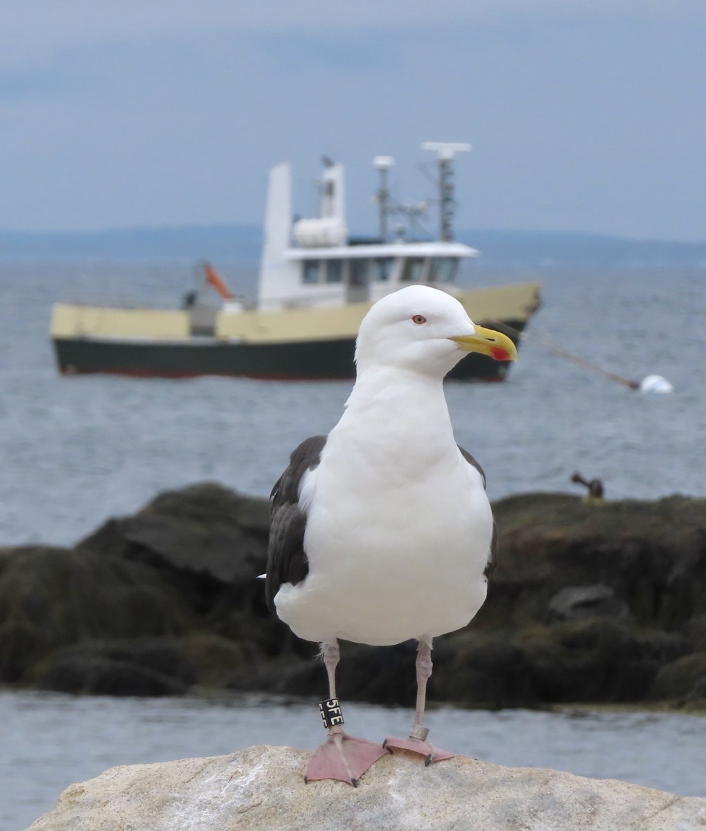 SML gull banders use black bands with white characters for Great Black-backed Gulls and green bands with white characters for Herring Gulls - all can be reported on the Gulls of Appledore website: loom.ly/NmCCqxs