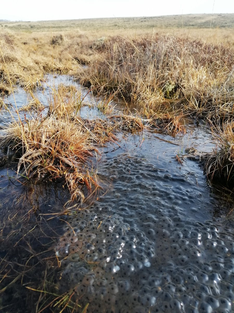 Plenty of early frogspawn on west Dartmoor today.
<a href="/dartmoornpa/">Dartmoor National Park</a> <a href="/Freshwaterhabs/">Freshwater Habitats Trust</a> <a href="/ARC_Bytes/">Amphibian and Reptile Conservation</a> <a href="/froglifers/">Froglife</a>