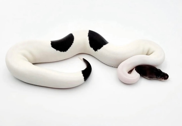 MorphMarket's tweet image. Panda Pied (RTB) Ball Python by Crystal Ball Exotics

morphmarket.com/us/c/reptiles/…