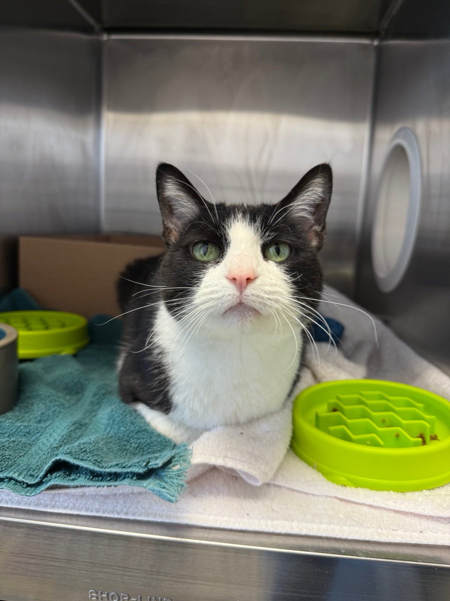 Today's #ToeBeanTuesday is Bella. This sweet cat is 14 years old and has been at <a href="/YourSPCA/">Erie County SPCA, NY</a> for 101 days, which is just too long. We know the perfect home is out there for Bella - is it with you? Stop by and meet her today 😻
