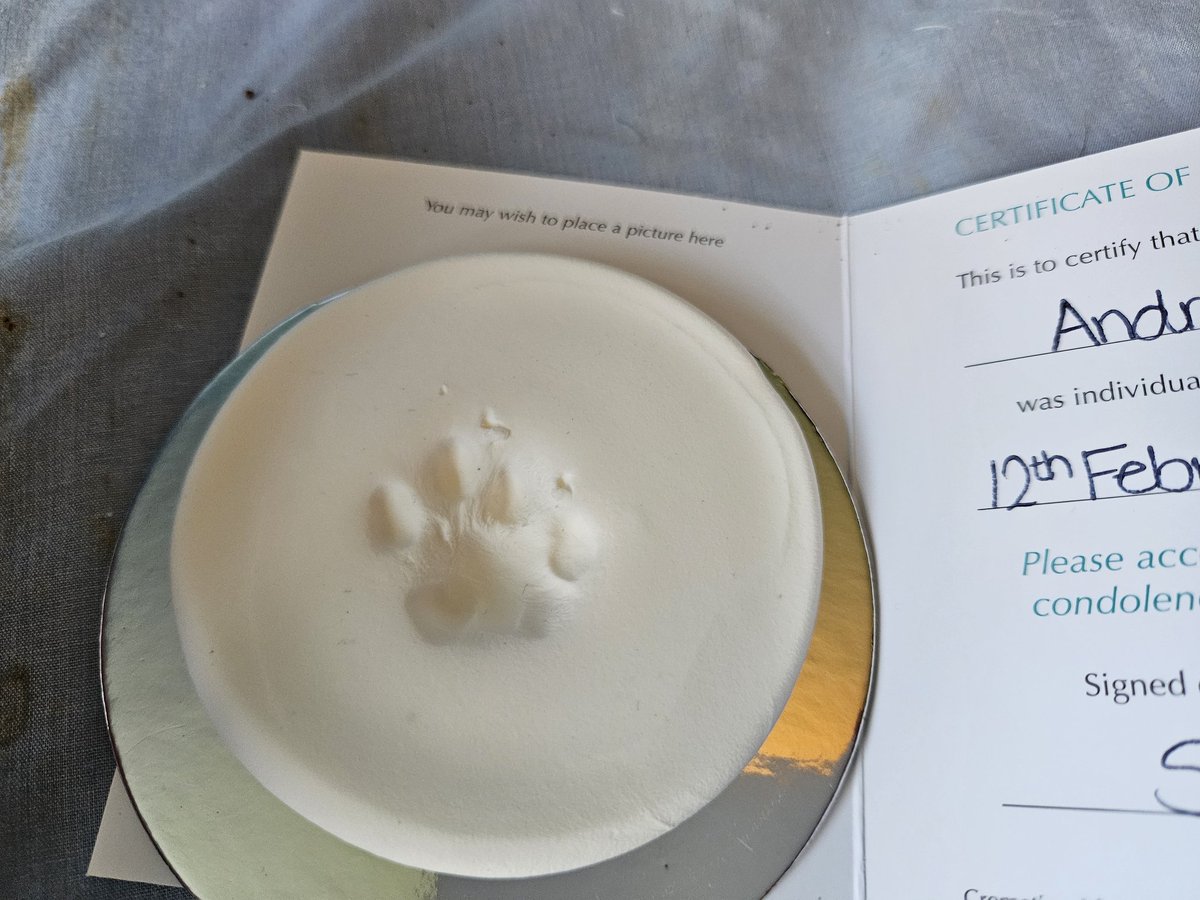 Angel Annie. tweet media