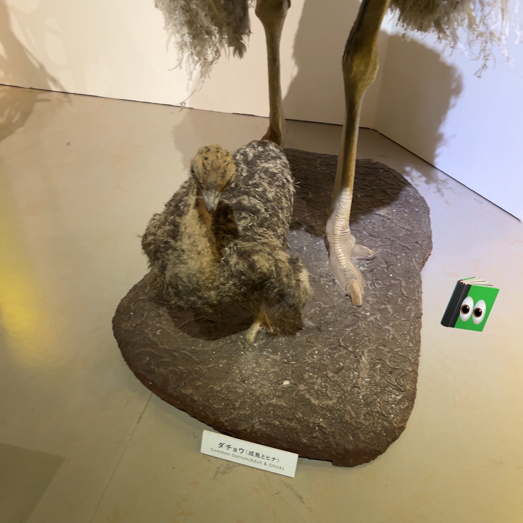 ダチョウの雛の剥製