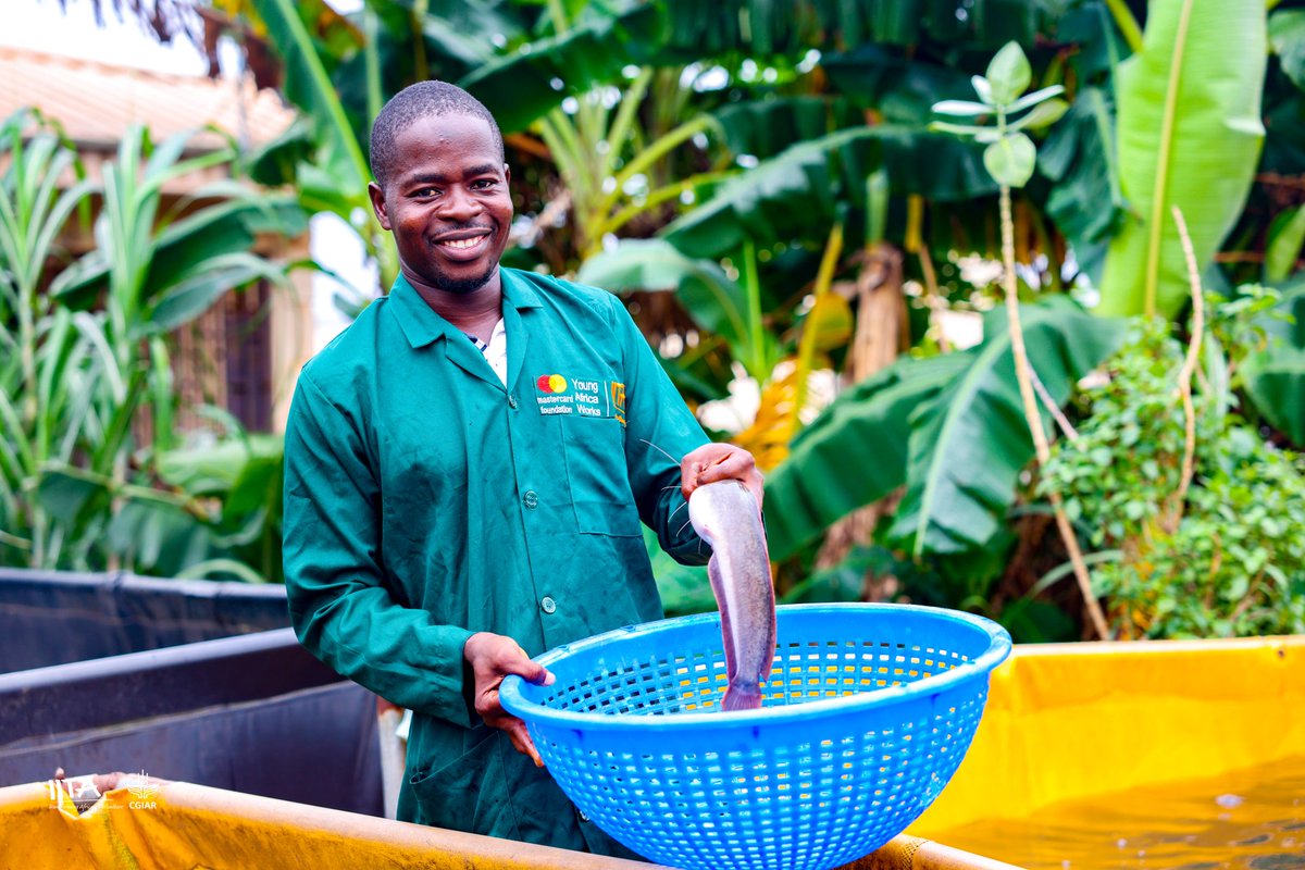 IITAYOUTHAGRIP's tweet photo. From Auditing to #Agribusiness, Adeniyi left his corporate job to scale his family’s #fishfarm in Lagos.
With training from #IYouth and support from @IITA_CGIAR and @MastercardFdn, he grew production to 20,000 #fingerlings per cycle and secured low-interest #loans from @MyFCMB. https://t.co/PJkaOF4oRD