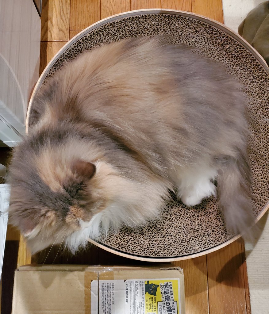 今夜はバリバリボウルで🐈️💤
おやすみなさい✨
#猫 #cat #猫好き #サイベリアン