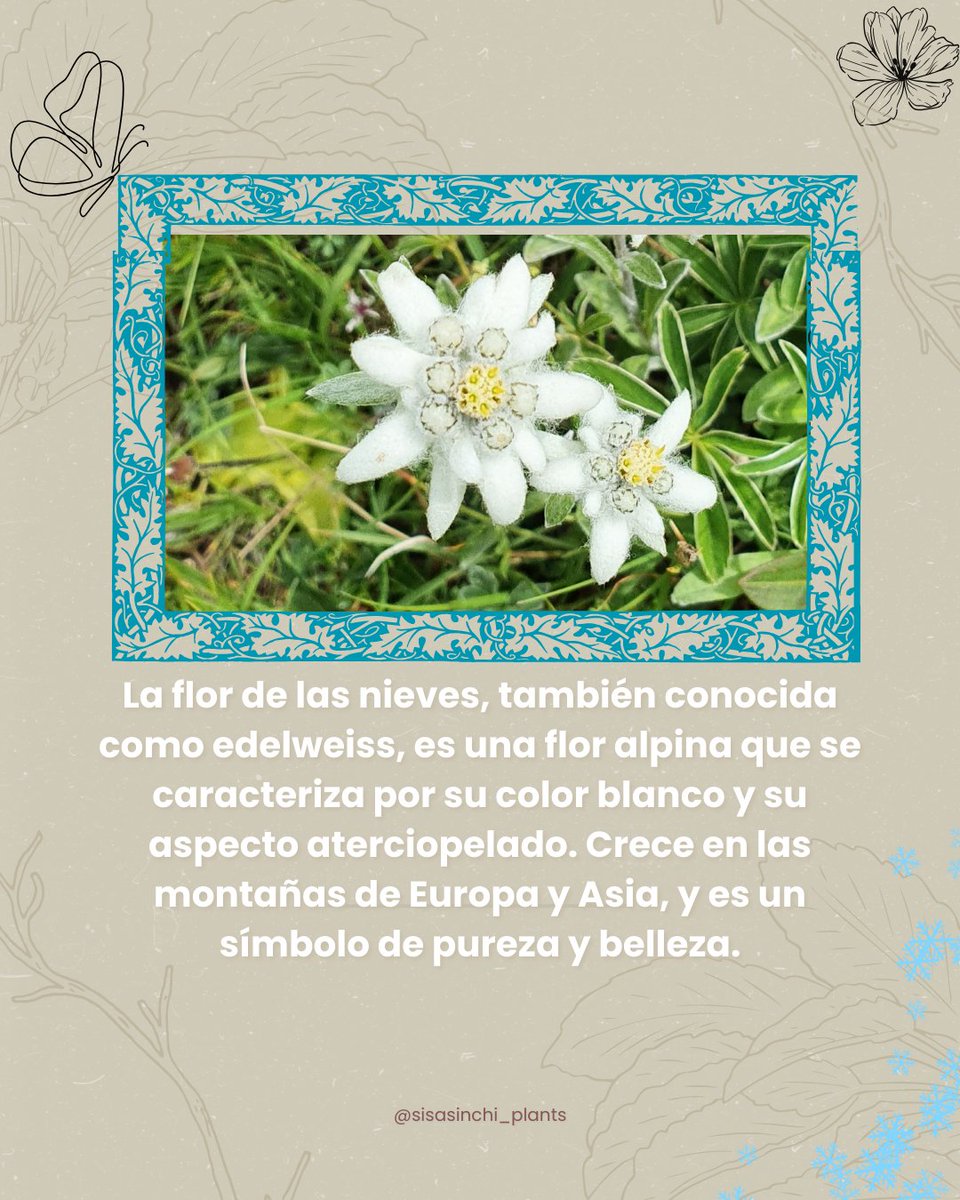 haylis_13's tweet photo. Flor de las nieves 🤍 💮 💚
.
.
.
#lunesdiferente #lunesInformativo #plantas #plants #showunico #naturaleza #flores #flowers #flordelasnieves #leontopodiumalpinum #edelweiss #saberespoder #SisaSinchi_plants #reels
🍃🌱💚 https://t.co/Howb5r6DBA
