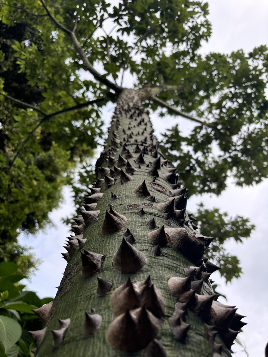 Look up! Sacred Ceiba

#ThickTrunkTuesday