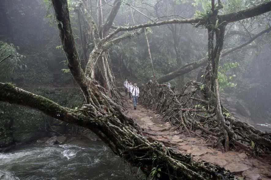 There is a tribe in eastern India that has learned to make living bridges out of ficus tree roots. The bridges take 15-30 years to complete and can last up to 500 years. Mature bridges stretch 15 to 250 feet over deep rivers and gorges, and can bear impressive loads—upwards of 35