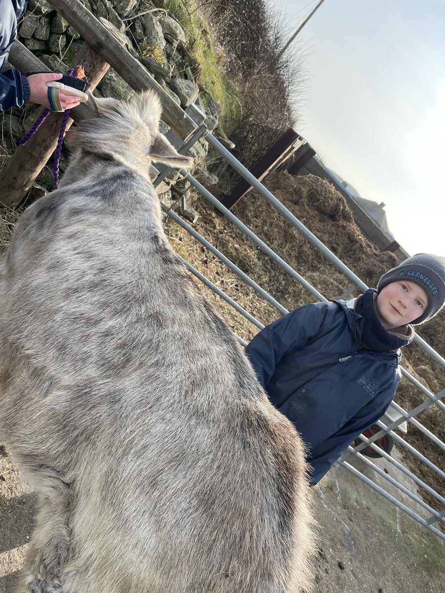 Wick Marcross (@wickps) on Twitter photo It’s been a busy afternoon <a href="/Treginnis_FFCC/">Lower Treginnis - Farms for City Children</a> . Preening the donkeys! #HCI #ACL #collaboration #curiosity It’s been a busy afternoon <a href="/Treginnis_FFCC/">Lower Treginnis - Farms for City Children</a> . Preening the donkeys! #HCI #ACL #collaboration #curiosity