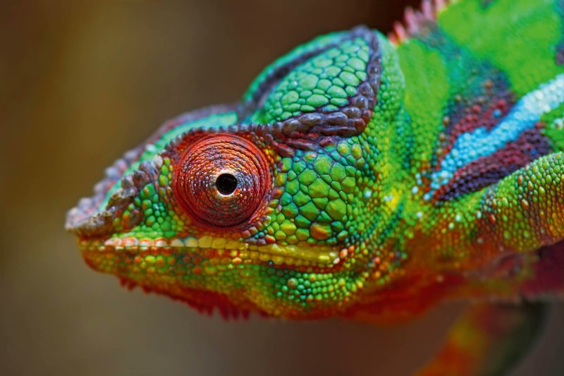 🦎Devenez un caméléon pour mieux mener votre équipe. Avec Tristan Palese (<a href="/heclausanne/">HEC Lausanne</a>). À lire dans Allez savoir!, le magazine de l’UNIL - wp.unil.ch/allezsavoir/?p…