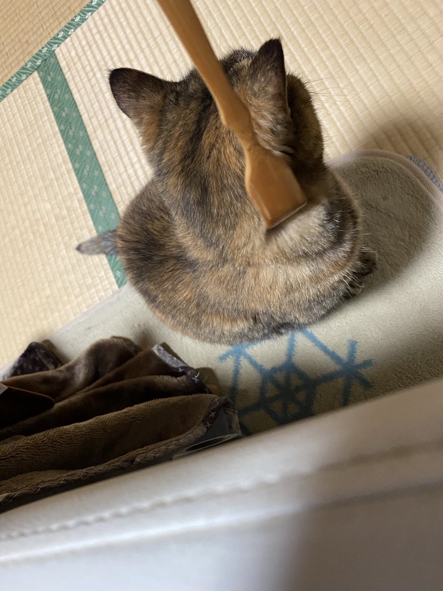 ねこ先輩 (@necosempai) on Twitter photo 