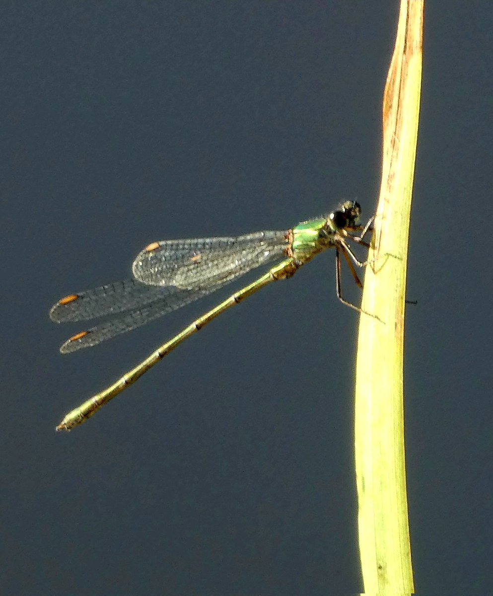 CobiPoel's tweet image. #KleurInDeNatuur #goud @ChrRoland