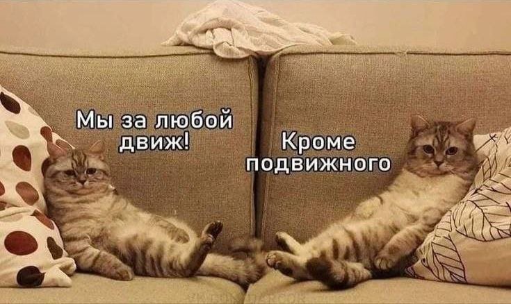 cats, i love cats (@catsilcats) on Twitter photo 