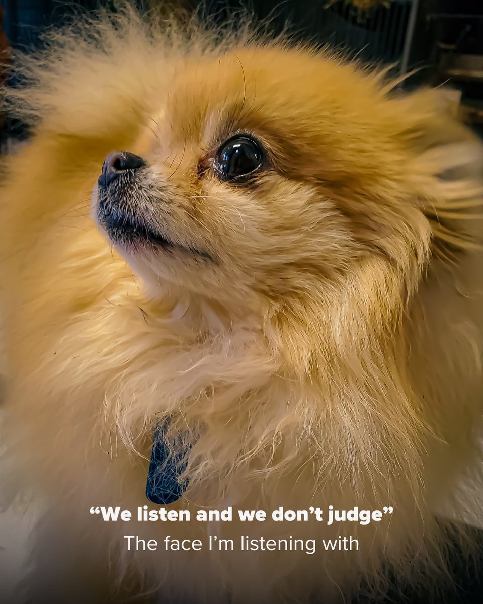 ASPCAPetIns's tweet photo. The "we listen and we don't judge" trend but with our judgy pets 😆

#PetMemes #PetPeople #Petparents #ASPCAPetInsurance #Pets #Dogs #Cats https://t.co/1jSMx9BlDt