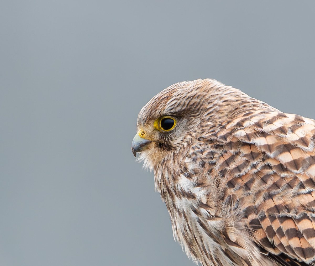 Best ever views of a perched Kestrel this weekend just gone. A slow approach in the car paid off #birdphotography <a href="/BBCSpringwatch/">BBC Springwatch</a> <a href="/BirdGuides/">BirdGuides</a> <a href="/GlosBirds/">Glos Bird News</a>