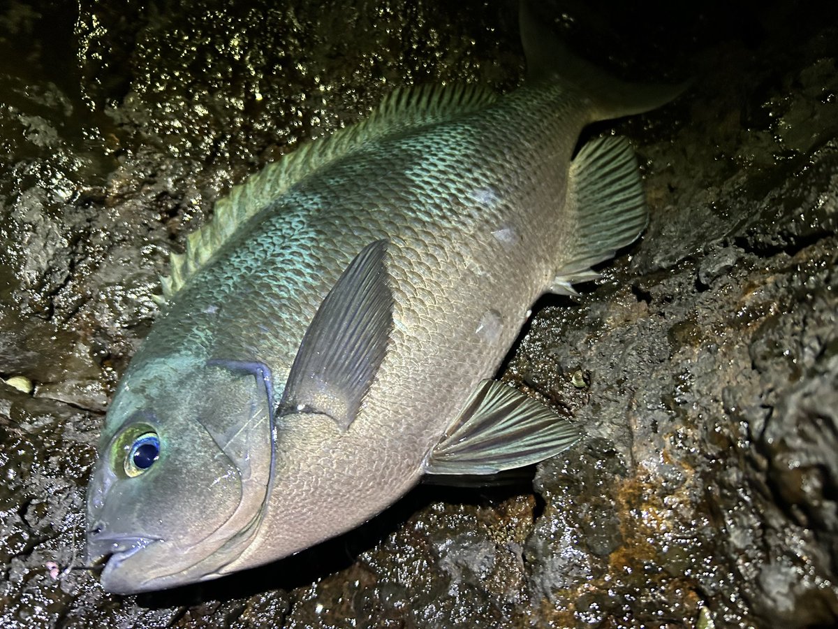 本日の晩ご飯!1週間寝かせたメジナの炙りと石鯛のお刺身だワン〜💖見よこのねっとりとした身を!!

今回は九州の醤油を使って食べてみたけど甘くて相性ばっちりですんごい美味しかったワン💖

残りの身は塩焼きにして、イサキも洋風ソテーにしてみたけど最高だったワン💖ごちワン💖 